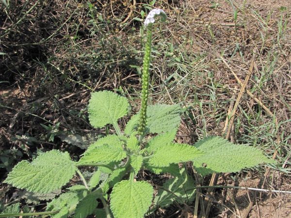 Heliotropium indicum
Indian Heliotrope (Eng) Siriyari, Hatishura (Hin)
Keywords: Plant;Boraginaceae;Bloem;violet