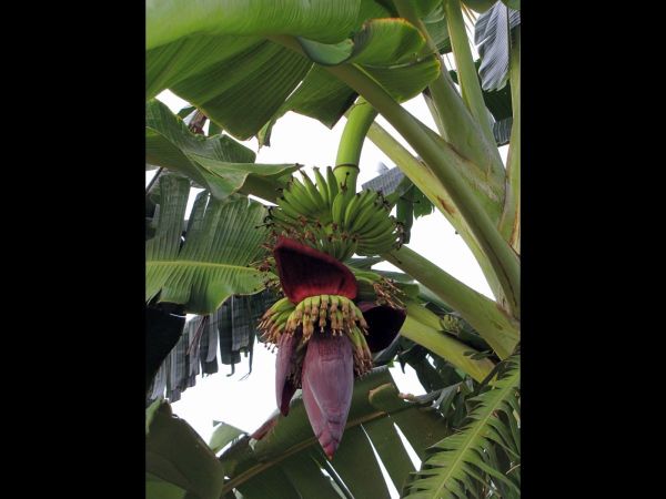 Musa x paradisiaca
Banana (Eng) Kela (Hin)
Trefwoorden: Plant;Musaceae;Bloem;rood;vrucht;cultuurgewas