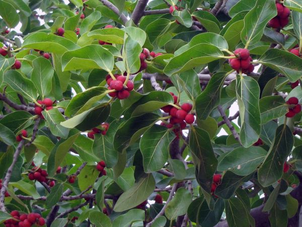Ficus benghalensis
Banyan Tree (Eng) Barh (Hin)
Keywords: Plant;Boom;Moraceae;vrucht