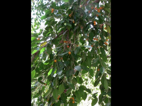 Ficus benjamina
Weeping Fig (Eng) Pukar (Hin)
Keywords: Plant;Boom;Moraceae;vrucht