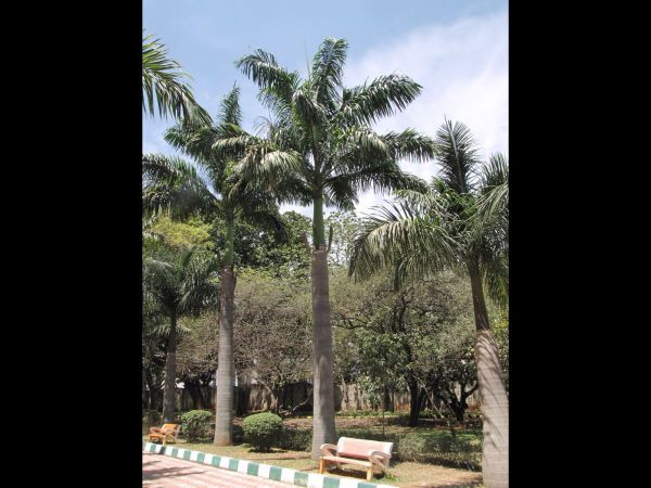 Roystonea regia
Royal Palm (Eng)
Trefwoorden: Plant;Boom;Arecaceae