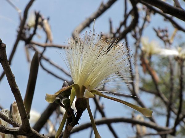 Pachira insignis
Guiana Chestnut (Eng)
Trefwoorden: Plant;Malvaceae;Bloem;wit