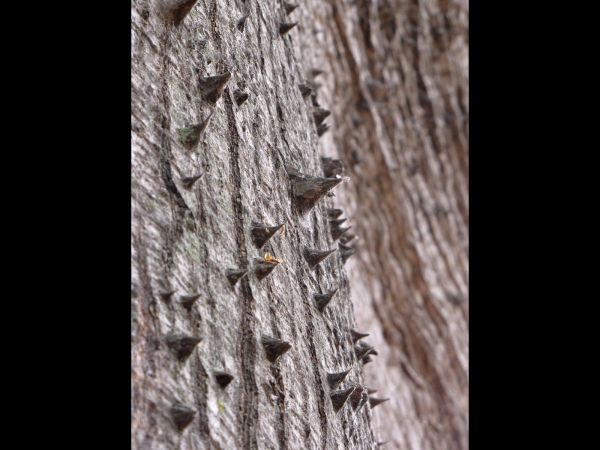 Bombax insigne
White Silk Cotton Tree (Eng)
Keywords: Plant;Boom;Malvaceae