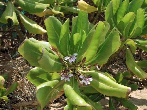 Scaevola taccada
Half Flower (Eng)
Trefwoorden: Plant;Goodeniaceae;Bloem;wit;purper