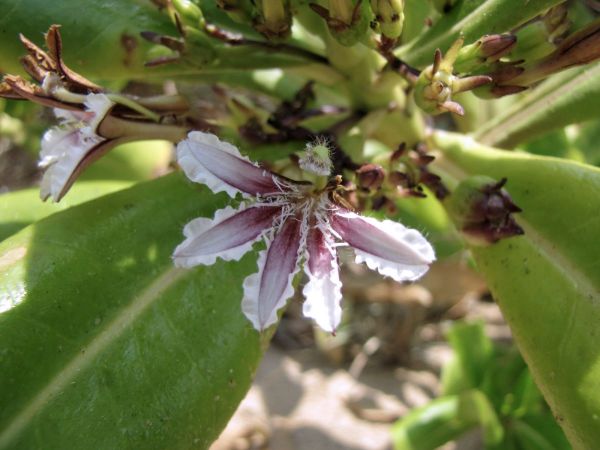 Scaevola taccada
Half Flower (Eng)
Trefwoorden: Plant;Goodeniaceae;Bloem;wit;purper