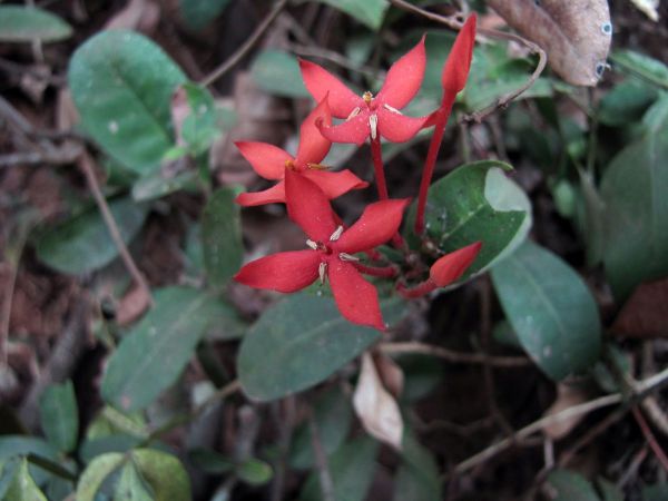 Ixora coccinea
Jungle Flame (Eng) Rugmini (Hin)
Trefwoorden: Plant;Rubiaceae;Bloem;rood