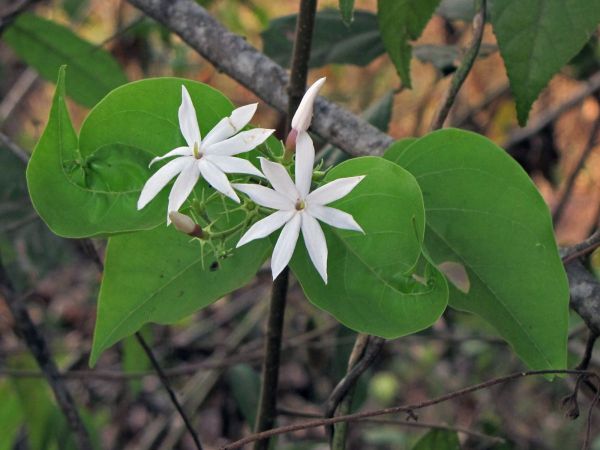 Jasminum; J. arborescens
Navamallika, Shrubby Jasmine (Eng) बड़ा कुन्द Bara-Kunda (Hin) 
Trefwoorden: Plant;Oleaceae;Bloem;wit