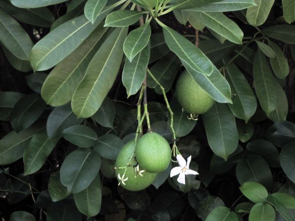 Cerbera odollam
Suicide tree (Eng)
Trefwoorden: Plant;Apocynaceae;Bloem;wit;vrucht