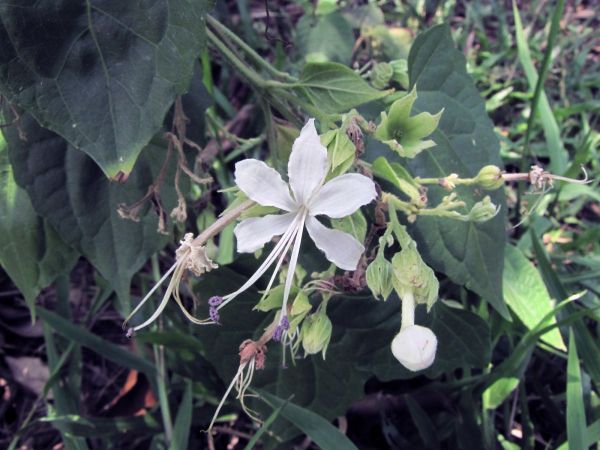 Clerodendrum infortunatum
Hill Glory Bower (Eng) Titabhamt (Hin)
Trefwoorden: Plant;Lamiaceae;Bloem;wit