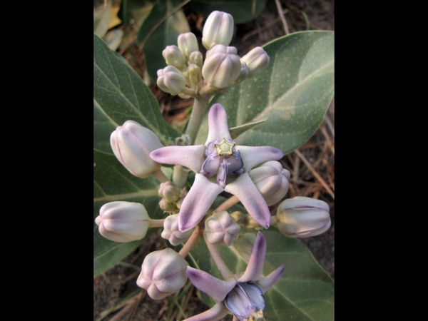 Calotropis gigantea
Crown Flower (Eng) Safed Aak (Hin)
Trefwoorden: Plant;Apocynaceae;Bloem;purper;wit