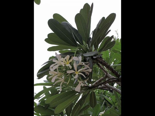 Plumeria x stenopetala
Narrow Petal Frangipani (Eng)
Trefwoorden: Plant;Boom;Apocynaceae;Bloem;wit;geel