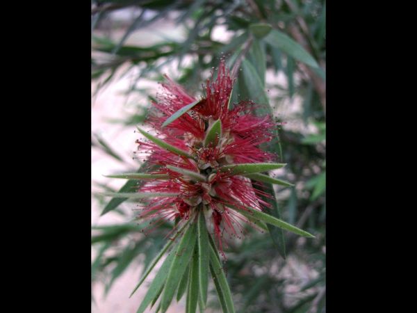 Melaleuca viminalis
Weeping Bottle Brush (Eng) Cheel (Hin)
Trefwoorden: Plant;struik;Myrtaceae;Bloem;rood