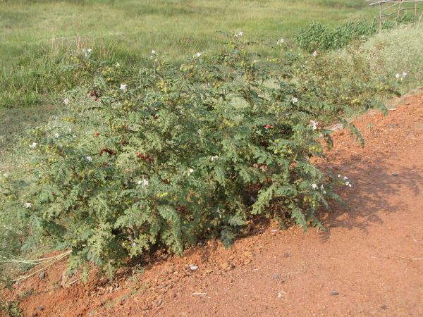 Solanum sisymbriifolium
Raketblad (Ned) Sticky Nightshade (Eng)
Trefwoorden: Plant;Solanaceae;Bloem;wit