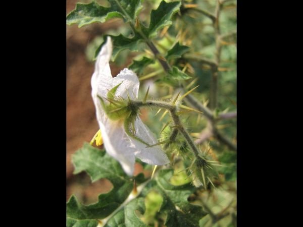 Solanum sisymbriifolium
Raketblad (Ned) Sticky Nightshade (Eng)
Trefwoorden: Plant;Solanaceae;Bloem;wit