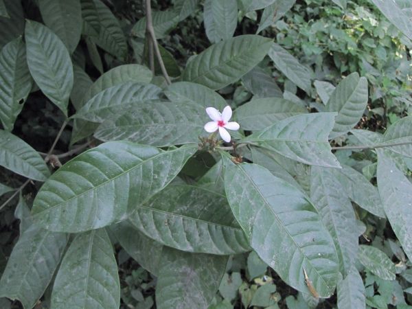 Kopsia fruticosa
Shrub Vinca (Eng)
Trefwoorden: Plant;Apocynaceae;Bloem;wit