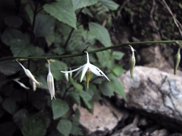 Chlorophytum nepalense
Nepal Chlorophytum (Eng) Danti Saag, Banpyajia (Nep)
Trefwoorden: Plant;Asparagaceae;Bloem;wit