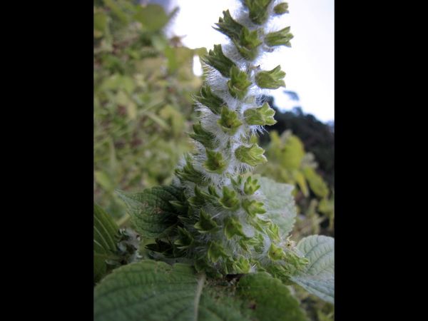 Perilla frutescens
Wild Sesame, Beefsteakplant (Eng) Silam (Nep)
Trefwoorden: Plant;Lamiaceae;cultuurgewas