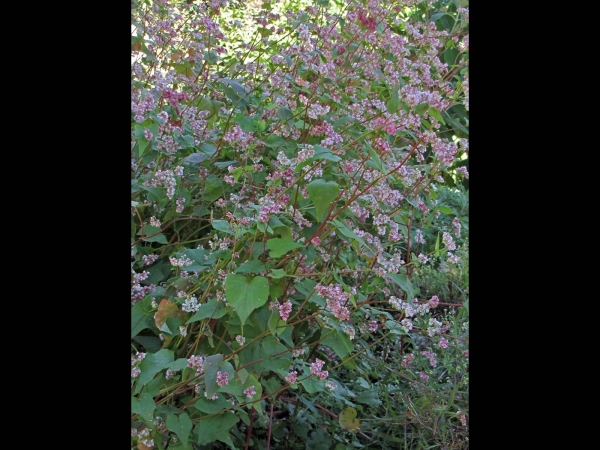 Fagopyrum esculentum
Buckwheat (Eng) Boekwijt (Ned) Echter Buchweizen (Ger) कोटू Kotu (Hin) फापर Phapar (Nep)
Trefwoorden: Plant;Polygonaceae;Bloem;roze;wit;cultuurgewas