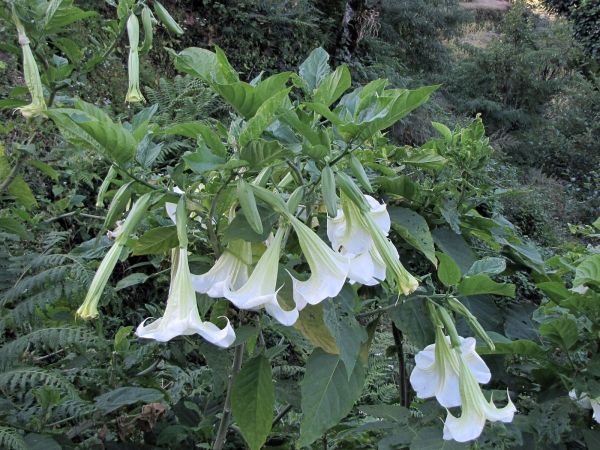 Brugmansia suaveolens
Angel's Trumpet (Eng) Dhatura (Hin) 
Trefwoorden: Plant;Solanaceae;Bloem;wit