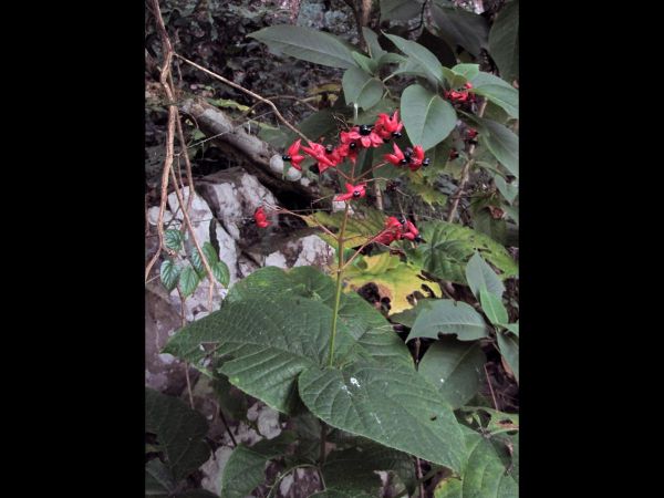 Clerodendrum trichotomum
Harlequin Glorybower (Eng) Pindakaasboom (Ned)
Keywords: Plant;Lamiaceae;vrucht