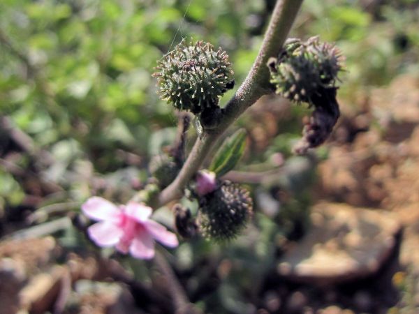 Urena lobata
Caesarweed (Eng) Bachita (Hin)
Keywords: Plant;Melastomataceae;Malvaceae;vrucht