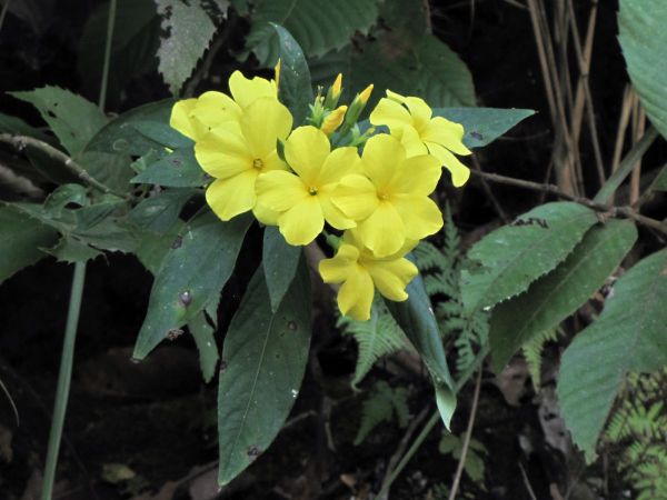 Reinwardtia cicanoba
Yellow Himalayan Flax (Eng)
Trefwoorden: Plant;Linaceae;Bloem;geel
