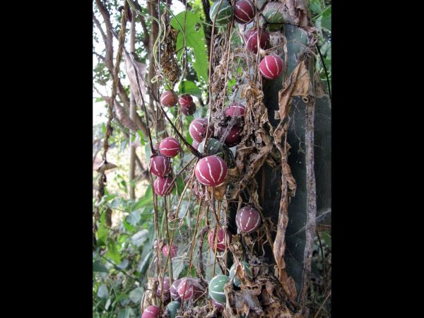 Diplocyclos palmatus
Lollipop Climber (Eng) Shivalingi (Hin)
Keywords: Plant;Cucurbitaceae;vrucht