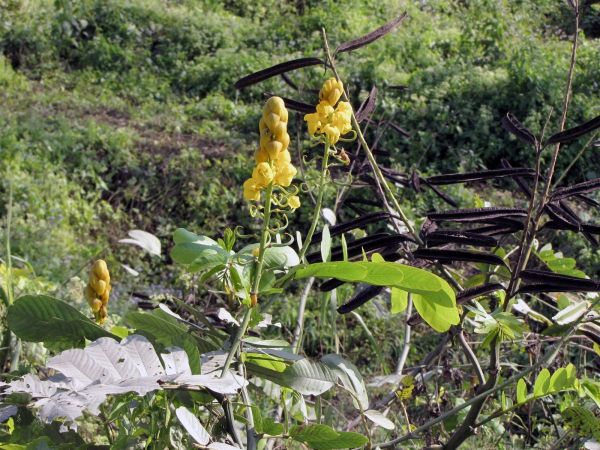 Senna alata
Candle Bush (Eng) Dadmurdan (Hin)
Trefwoorden: Plant;Fabaceae;Bloem;geel