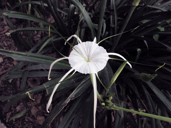 Hymenocallis; H. littoralis
Beach Spider Lily (Eng)  چنچلي Chanchali (Urdu)
Trefwoorden: Plant;Amarylladiceae;Bloem;wit