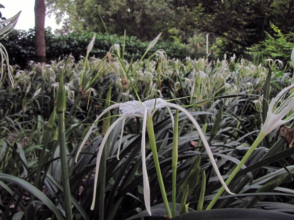 Hymenocallis; H. littoralis
Beach Spider Lily (Eng)  چنچلي Chanchali (Urdu)
Trefwoorden: Plant;Amarylladiceae;Bloem;wit