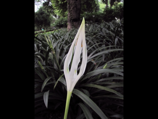 Hymenocallis; H. littoralis
Beach Spider Lily (Eng)  چنچلي Chanchali (Urdu)
Trefwoorden: Plant;Amarylladiceae;Bloem;wit