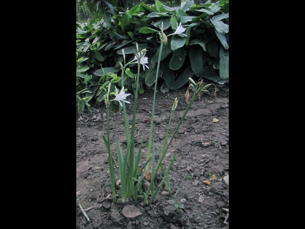 Pancratium triflorum
Forest Spider Lily (Eng) 
Trefwoorden: Plant;Amarylladiceae;Bloem;wit