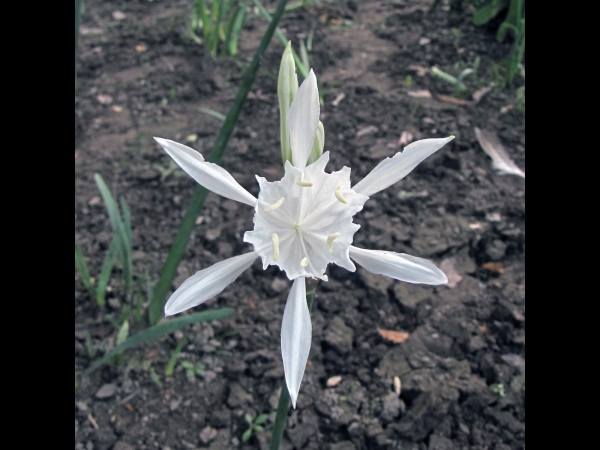 Pancratium triflorum
Forest Spider Lily (Eng) 
Trefwoorden: Plant;Amarylladiceae;Bloem;wit