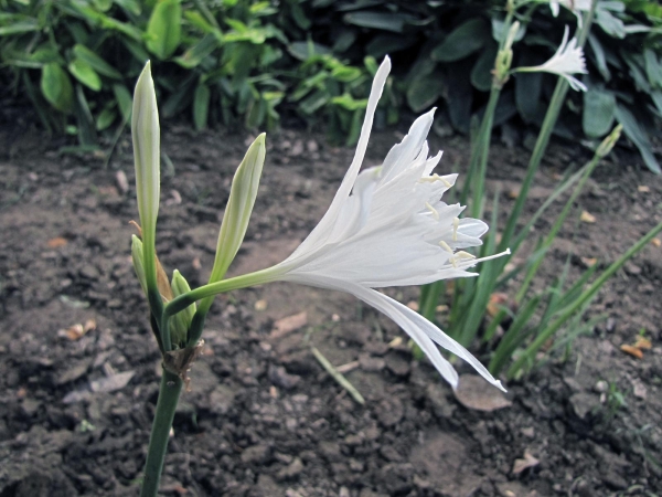 Pancratium triflorum
Forest Spider Lily (Eng) 
Trefwoorden: Plant;Amarylladiceae;Bloem;wit