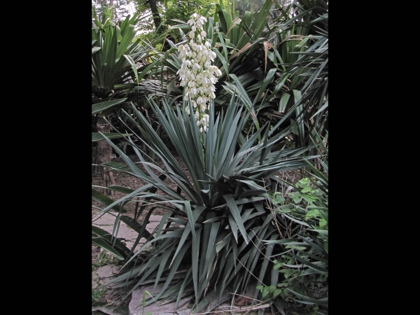 Yucca aloifolia
Spanish Dagger, Adam's Needle (Eng) Scherpe Yucca (Ned) يوكا ناعمة (Urdu)
Trefwoorden: Plant;struik;Boom;Asparagaceae;Bloem;wit