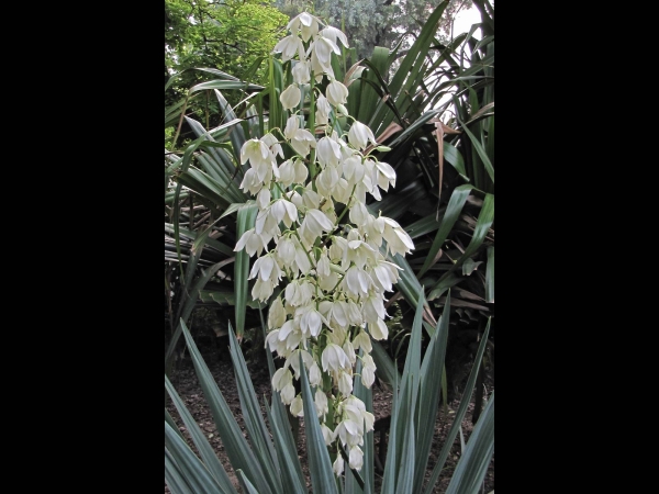 Yucca aloifolia
Spanish Dagger, Adam's Needle (Eng) Scherpe Yucca (Ned) يوكا ناعمة (Urdu)
