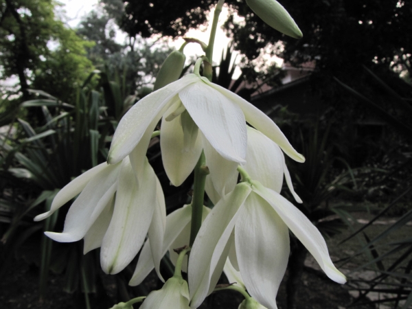 Yucca aloifolia
Spanish Dagger, Adam's Needle (Eng) Scherpe Yucca (Ned) يوكا ناعمة (Urdu)
Trefwoorden: Plant;struik;Boom;Asparagaceae;Bloem;wit