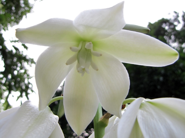 Yucca aloifolia
Spanish Dagger, Adam's Needle (Eng) Scherpe Yucca (Ned) يوكا ناعمة (Urdu)
Trefwoorden: Plant;struik;Boom;Asparagaceae;Bloem;wit