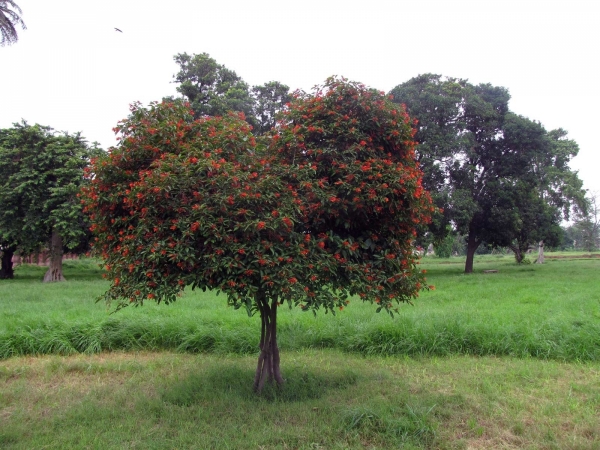 Hamelia patens
Firebush (Eng)
Trefwoorden: Plant;Boom;Rubiaceae;Bloem;oranje;rood