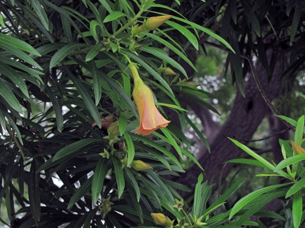 Cascabela thevetia
Mexican Oleander, Yellow Oleander (Eng) Peeli kaner (Hin) چائنہ کنیر, (Urdu)
Trefwoorden: Plant;Boom;Apocynaceae;Bloem;orange