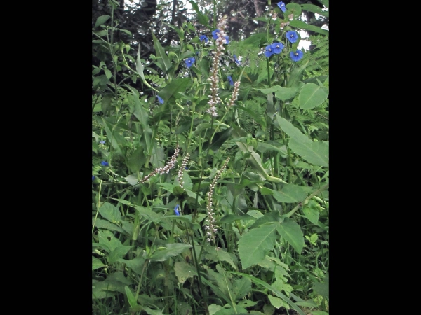 Persicaria amplexicaulis
White Mountain Fleece Flower (Eng) Amli, Kutrya (Hin) Chyaau Phool, Raktaryaaulo (Nep) Adderwortel (Ned)
Trefwoorden: Plant;Polygonaceae;Bloem;wit