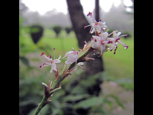 Persicaria amplexicaulis
White Mountain Fleece Flower (Eng) Amli, Kutrya (Hin) Chyaau Phool, Raktaryaaulo (Nep) Adderwortel (Ned)
Trefwoorden: Plant;Polygonaceae;Bloem;wit