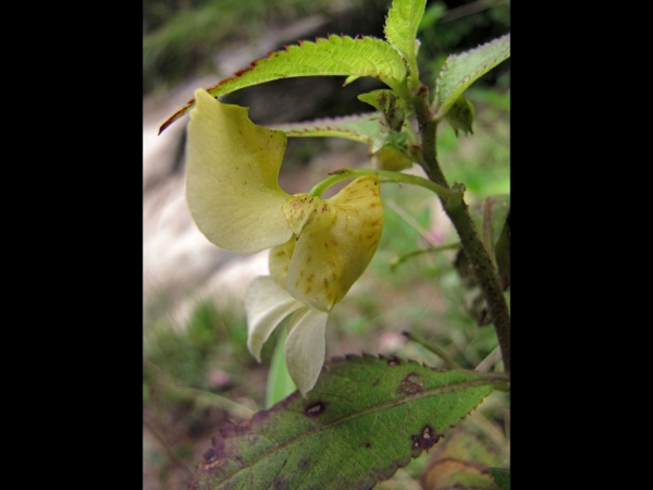 Impatiens scabrida
Rugged Yellow Balsam (Eng) Tilura, Rindlya (Hin)
Trefwoorden: Plant;Balsaminaceae;Bloem;geel