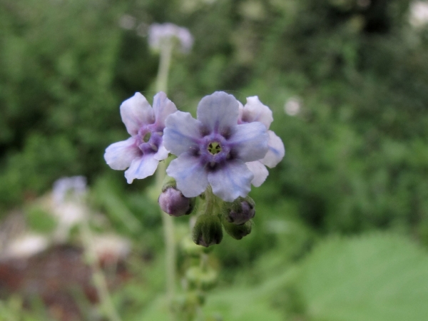 Cynoglossum zeylanicum
Ceylon Forget Me Not (Eng) Andahuli (Hin)
Keywords: Plant;Boraginaceae;Bloem;blauw;purper