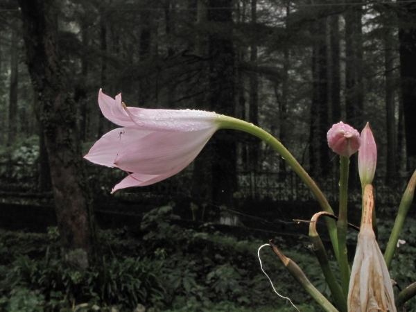 Crinum; C. x powellii
Cape Lily (Eng) Haaklelie (Ned)
Trefwoorden: Plant;Amaryllidaceae;Bloem;roze;tuinplant