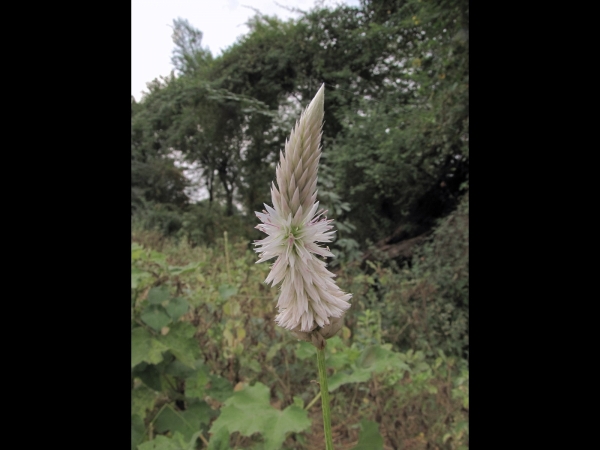 Celosia argentea spicata
Wheat Celosia (Eng) Sarwali (Hin)
Trefwoorden: Plant;Amaranthaceae;Bloem;wit;roze