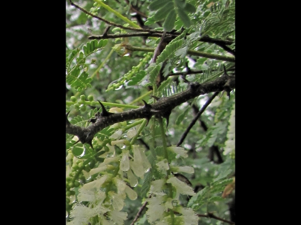 Acacia senegal
Gum Acacia (Eng) Kumttha (Hin)
Keywords: Plant;Boom;Fabaceae;Bloem;wit