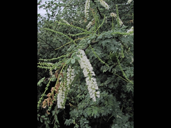 Acacia senegal
Gum Acacia (Eng) Kumttha (Hin)
Trefwoorden: Plant;Boom;Fabaceae;Bloem;wit