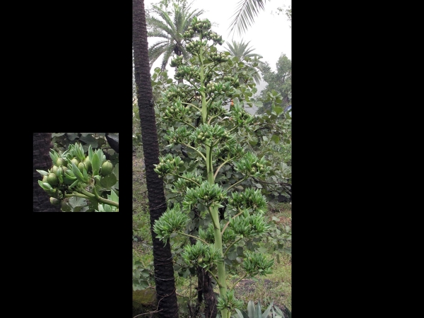 Agave angustifolia
Caribbean Century Plant, Caribbean agave (Eng)
Trefwoorden: Plant;Asparagaceae