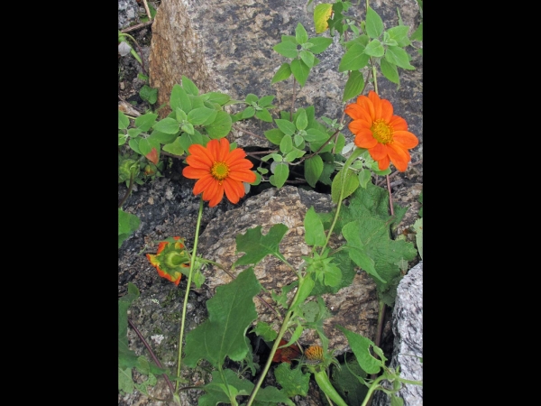 Tithonia rotundifolia
Red Sunflower, Mexican Sunflower (Eng) Mexicaanse zonnebloem (Ned) Rundblättrige Tithonie (Ger)
Trefwoorden: Plant;Asteraceae;Bloem;oranje